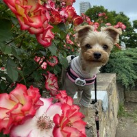 ナナ