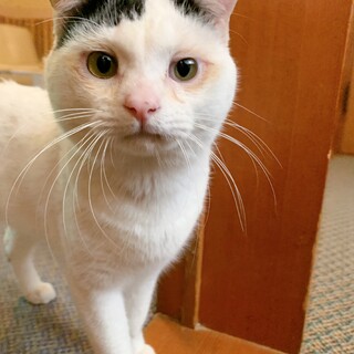 穏やかで人懐っこい男の子