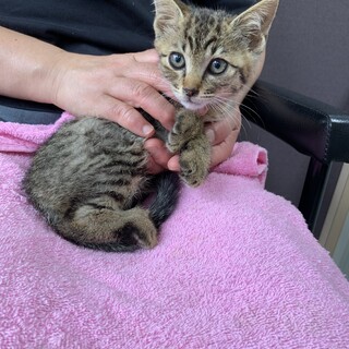 No.46 キュートなお顔のキジトラくん