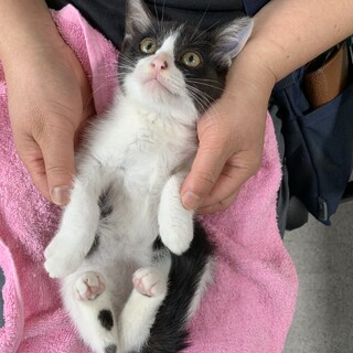 No.45 おしゃべりハチワレちゃん