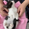 No.45 おしゃべりハチワレちゃん サムネイル4