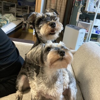人も犬も大好きシュナウザー２匹