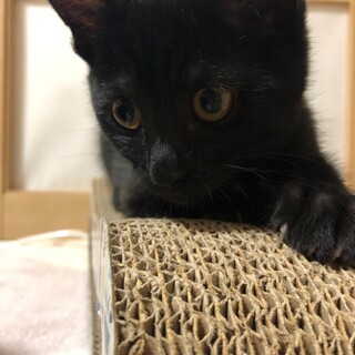 仔猫ジュンキトライアルです