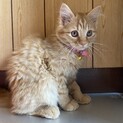 生後3ヶ月の人懐っこい茶トラの子