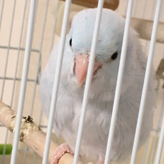 マメルリハ＊アメリカンホワイト里親募集