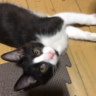 現在3ヶ月のやんちゃなハチワレくん