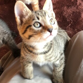 里親さんが決定しました。ありがとうございます！！