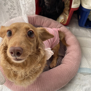 募集再開！！！ダックスフンド5歳