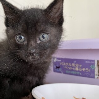 【小平市】食いしん坊の黒猫！パンちゃん