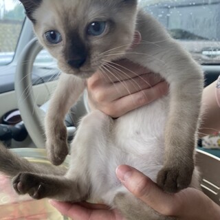 人馴れしているシャム風女の子