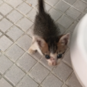 子猫の里親さん