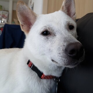 紀州犬風中型犬♀ベル　 推定1〜2歳