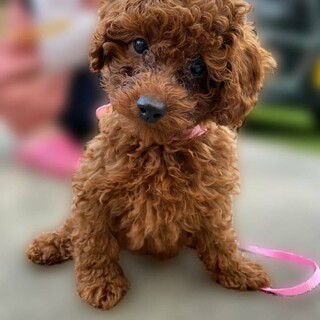 こごみ：応募多数につき一旦募集停止します