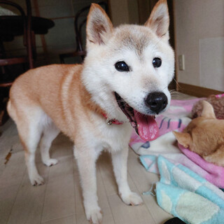 もう寂しい思いはしたくない！！『さくらちゃん』