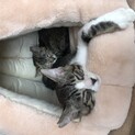 かわいい兄妹のお兄ちゃんのみ募集！！