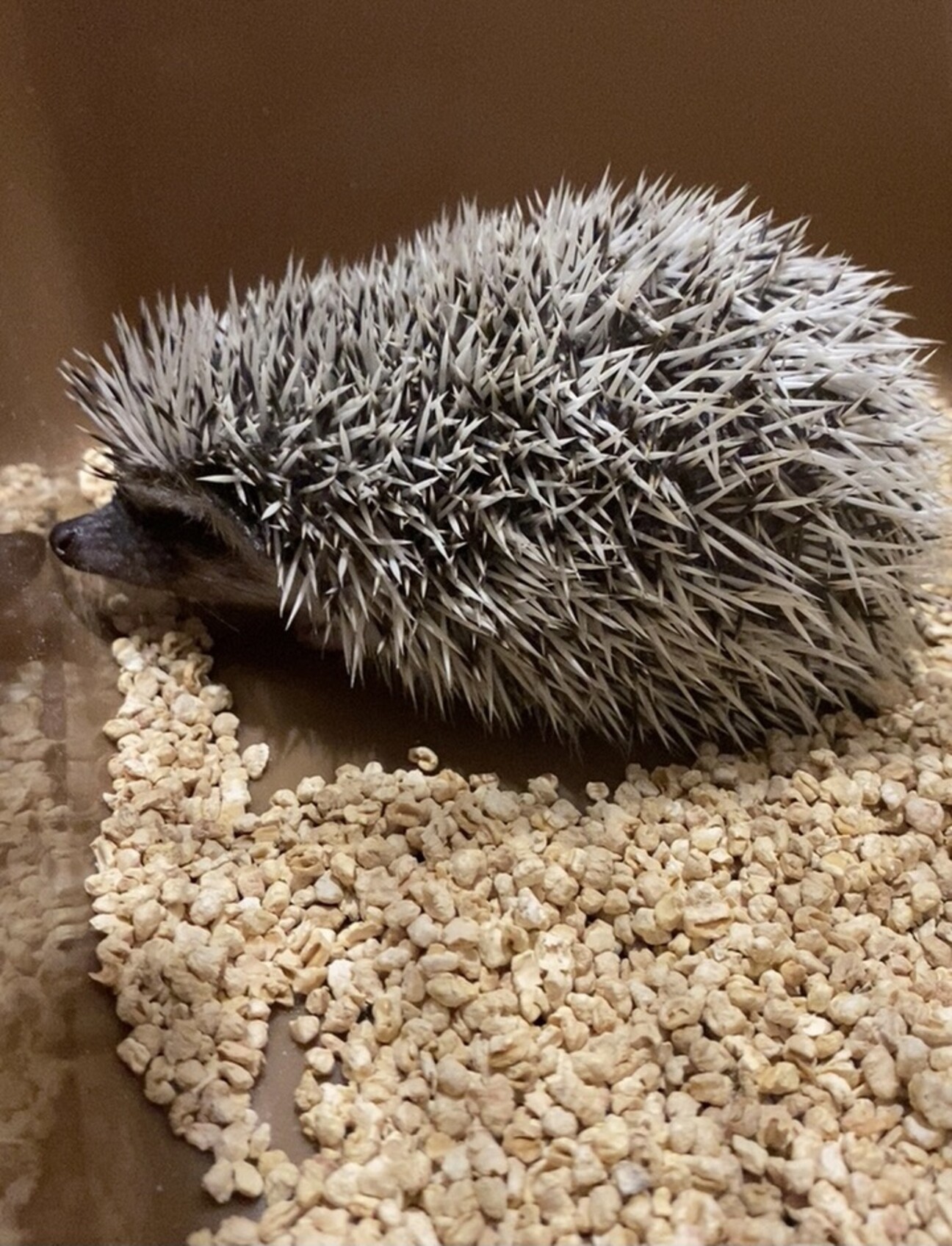 ハリネズミさんの里親を募 栃木県 小動物の里親募集 ペットのおうち 月間利用者150万人