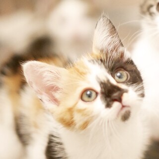 毛足長めの三毛娘！超甘生後2ヶ月