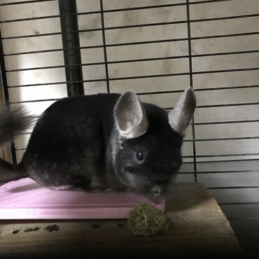 のぶ