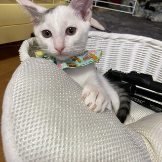 甘えん坊なチュパチュパ大好き　天王寺　譲渡会　参加