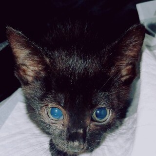 9/5 堺にて譲渡会　可愛い黒猫女の子