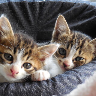 可愛いキジ白兄妹の男の子♪生後60日くらい