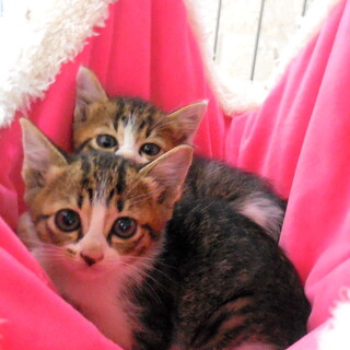 可愛いキジ白兄妹の女の子♪生後60日くらい