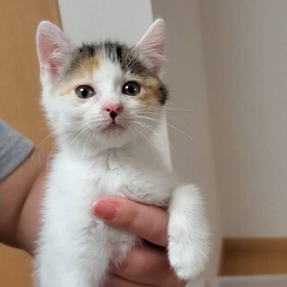 とってもかわいい三毛ちゃん