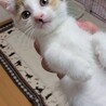 とってもかわいい三毛ちゃん サムネイル2