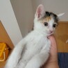 とってもかわいい三毛ちゃん サムネイル4