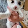 とってもかわいい三毛ちゃん サムネイル5