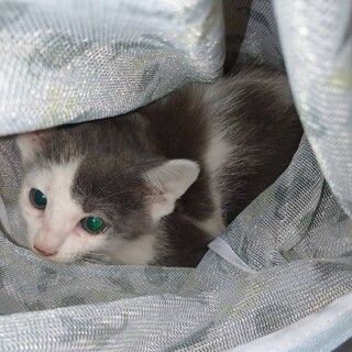 9/5 堺にて譲渡会　白グレー　むち子