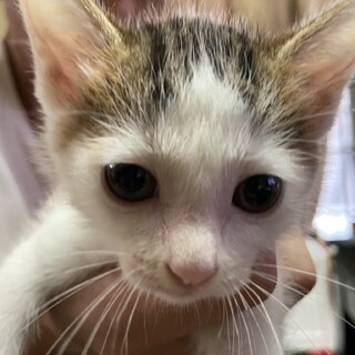 小柄な可愛い超絶甘えた猫さん