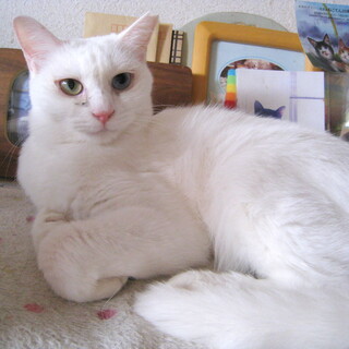 オッドアイの白猫さん♀触られるのが嫌いです