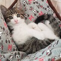 【代理投稿】美しいキジ白兄弟仔猫の里親募集
