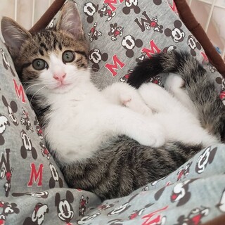 【代理投稿】美しいキジ白兄弟仔猫の里親募集