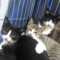 白黒の生後2ヶ月半の子猫の里親様募集します！