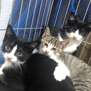 白黒の生後2ヶ月半の子猫の里親様募集します！