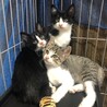 白黒の生後2ヶ月半の子猫の里親様募集します！ サムネイル2