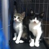 白黒の生後2ヶ月半の子猫の里親様募集します！ サムネイル3