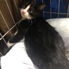 白黒の生後2ヶ月半の子猫の里親様募集します！ サムネイル4