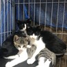白黒の生後2ヶ月半の子猫の里親様募集します！ サムネイル5