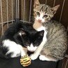 白黒の生後2ヶ月半の子猫の里親様募集します！ サムネイル6