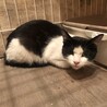 白黒の生後2ヶ月半の子猫の里親様募集します！ サムネイル7