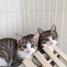 【代理投稿】美しいキジ白兄弟仔猫の里親募集 サムネイル2