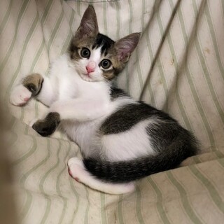 イケメンキジシロ長十郎