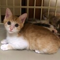 茶シロ子猫　かんた