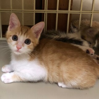 茶シロ子猫　かんた