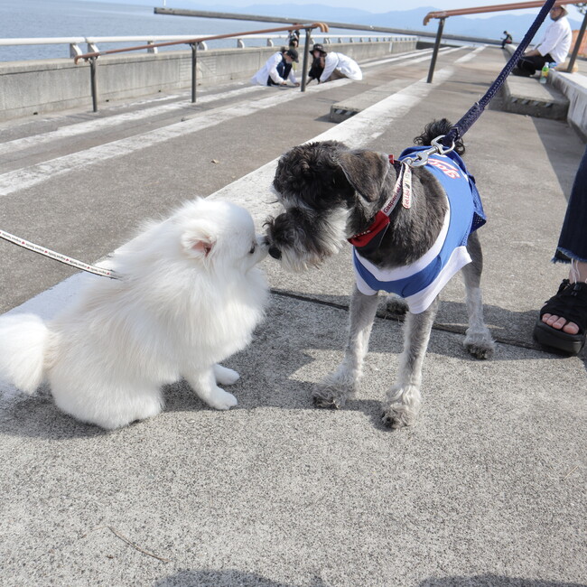 ポポちゃん29のカバー写真