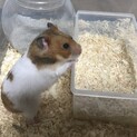 ゴールデンハムスター1匹