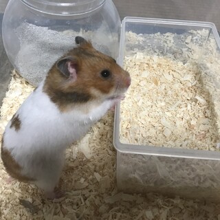 ゴールデンハムスター1匹